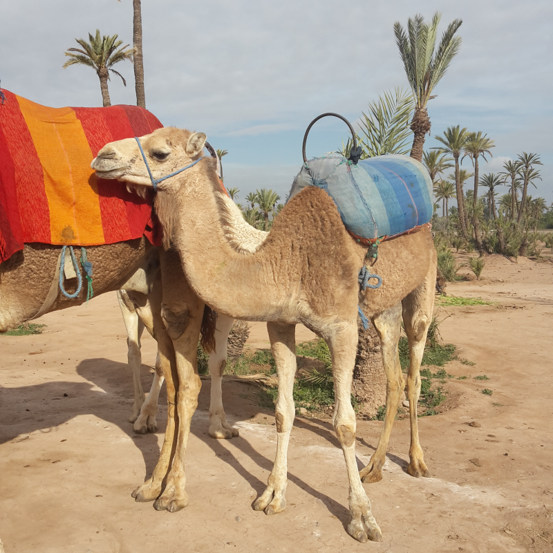 Hot Air Balloon and Camel Ride Experience in Marrakech