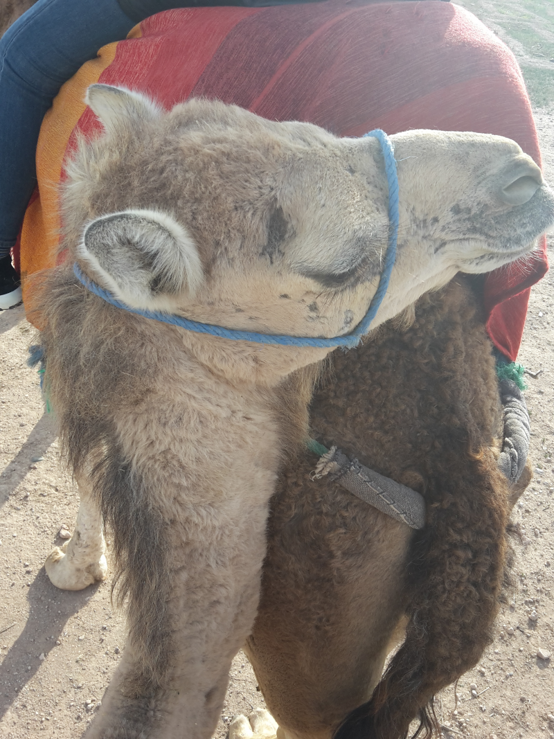 Hot Air Balloon and Camel Ride Ecperience in Marrakech