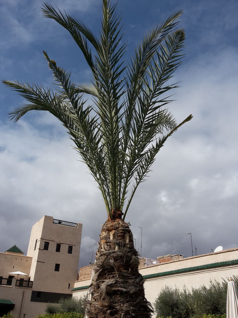 Gardens of Marrakech