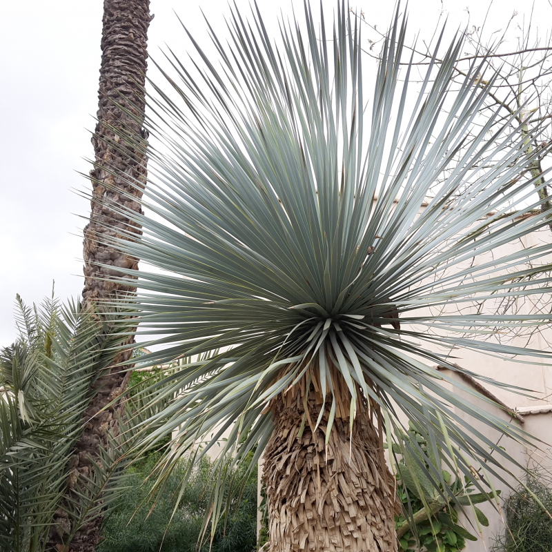 Gardens of Marrakech