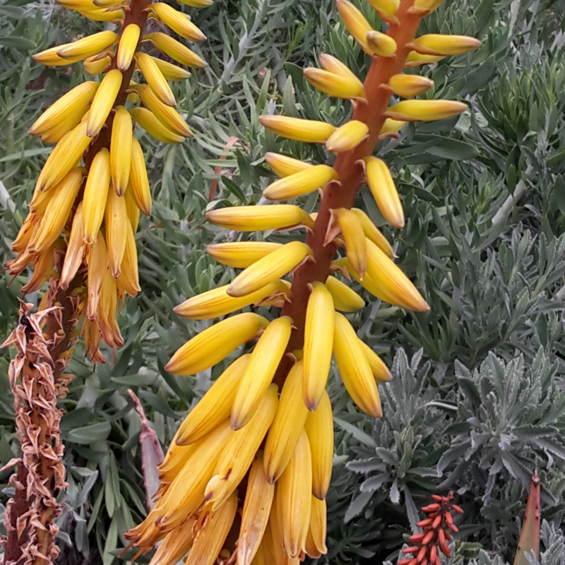 Gardens of Marrakech